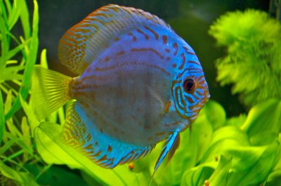 Tropical Fish Diseases