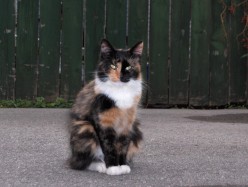 She Stole My Heart... The Life Story about One Feral Cat