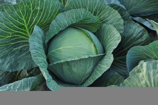 Cabbage