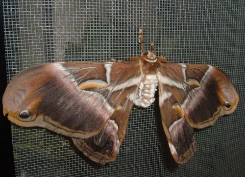 Atlas moth