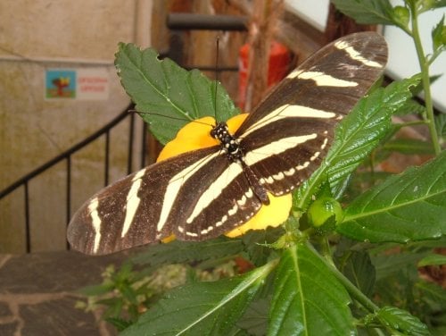 Zebra Longwing