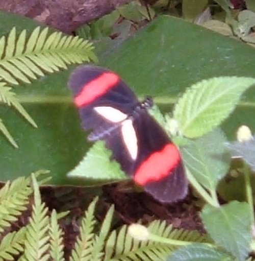 Postman butterfly