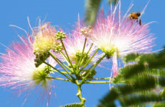 Calliandra