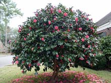 Camellia