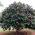 Camellia Camellia