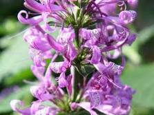 Hypoestes