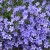 Periwinkle Periwinkle
