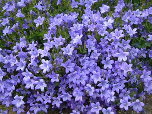 Periwinkle