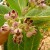 Calotropis procera Calotropis procera