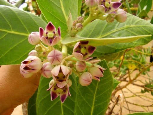 Calotropis procera