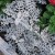 Cineraria maritime Cineraria maritime