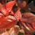 Acalypha Acalypha