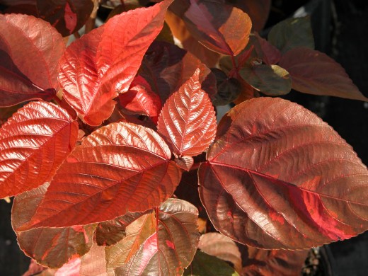 Acalypha