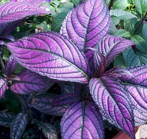 Strobilanthes