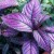 Strobilanthes Strobilanthes