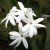 Jasminum sambac Jasminum sambac