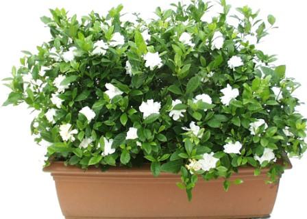 Gardenia