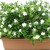 Gardenia Gardenia