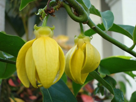 Artabotrys odoratissimus