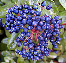 Blue berries of Viburnum 