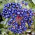 Blue berries of Viburnum Blue berries of Viburnum
