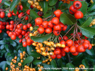 Red and golden berries of Pyracantha 
