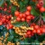 Red and golden berries of Pyracantha Red and golden berries of Pyracantha
