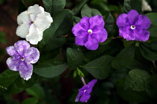 Yesterday, Today and Tomorrow (Francuscea latifolia)