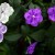 Yesterday, Today and Tomorrow (Francuscea latifolia) Yesterday, Today and Tomorrow (Francuscea latifolia)