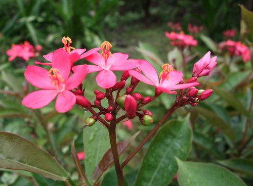 Jatropha pandurifolia