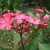 Jatropha pandurifolia Jatropha pandurifolia
