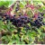 Sambucus nigra Sambucus nigra