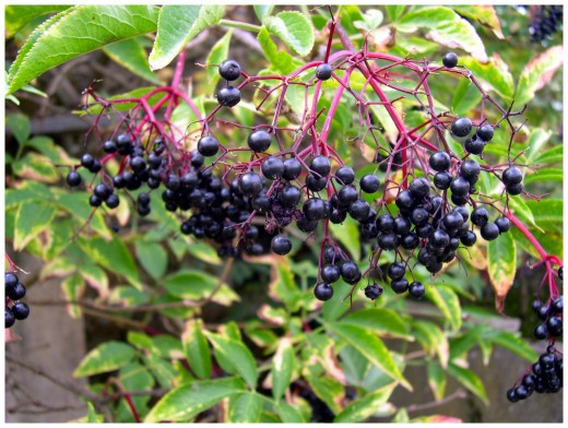 Sambucus nigra 