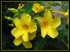 Allamanda 
