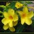 Allamanda Allamanda