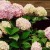 Hydrangea Hydrangea