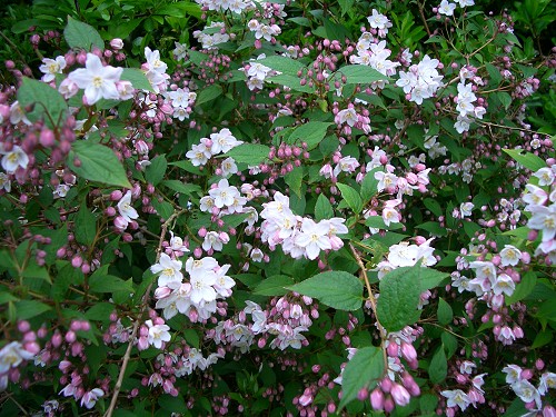 Deutzia 
