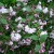 Deutzia Deutzia