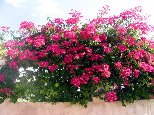 Bougainvillea 