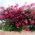Bougainvillea Bougainvillea