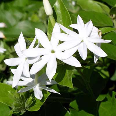 Jasminum