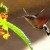 Looking just like a hummingbird, the Hawk Moth having breakfast photo credit writingfor mercy.blogspot.co