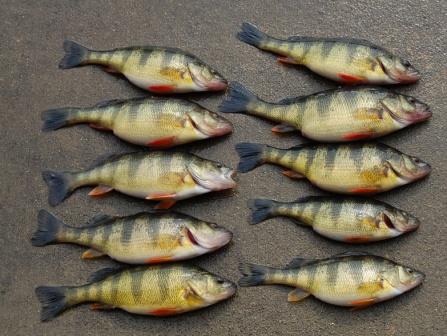 how to catch yellow perch at emerald lake on fishing planet