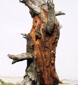 Damage caused to bonsai tree by wood boring insects