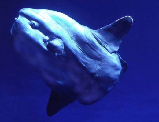 The Ocean Sunfish