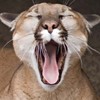 Rabid Puma profile image