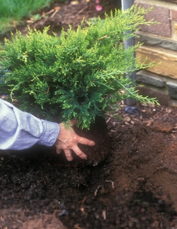 planting shrubs