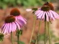 Tips for Preventing Colds and Flu