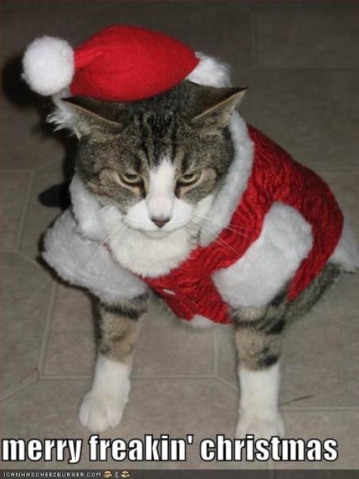 Top 5 Holiday Themed LOLcats | Funny Christmas Cat Pictures to Make You LOL