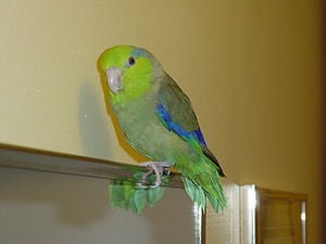 Pacific Parrotlet 